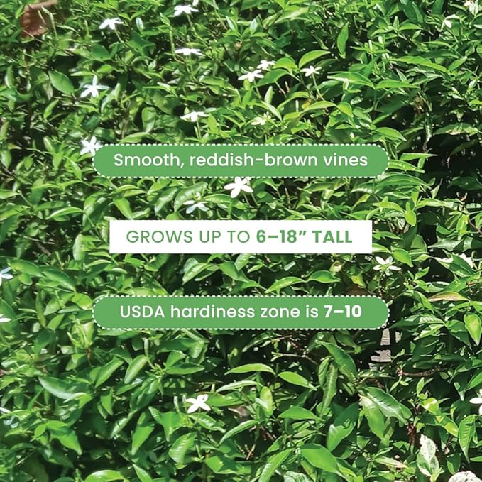 American Plant Exchange Asiatic Jasmine Minima – 6-Inch with Pot – Live Evergreen Groundcover Plant, Low Maintenance Greenery for Home, Garden Beds, or Landscape Borders