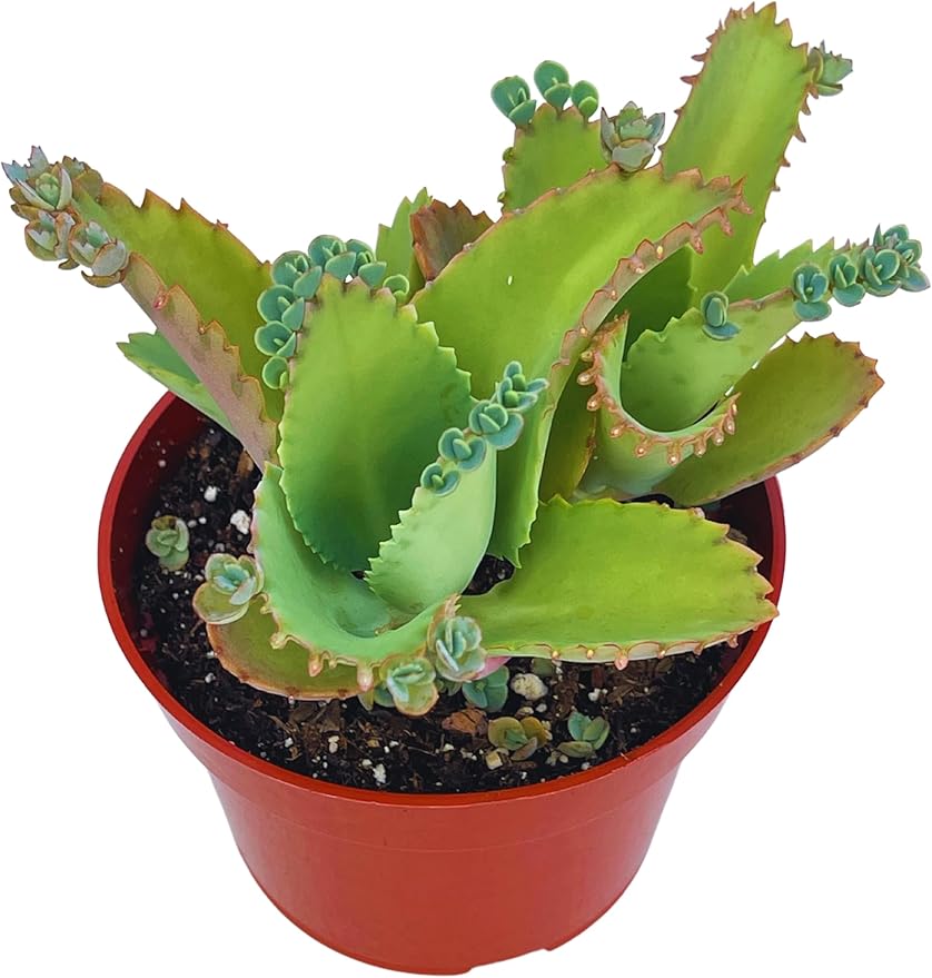 Live Succulent 4" Mother of Thousands, Succulents Plants Live Fully Rooted House Plant for Home Office Decoration, DIY Projects by The Succulent Cult