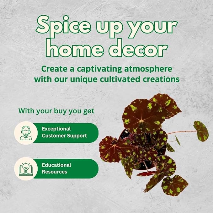 BubbleBlooms Harmony's Begonia Rex Assortment, Warm Summer Colors in a 4 inch Pot Set of 5