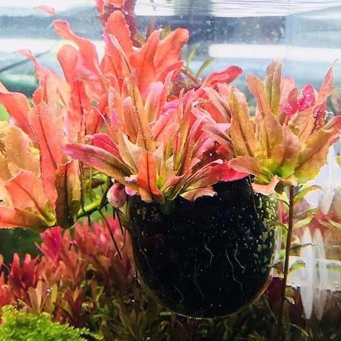 2 PCS Aquarium Plant Holder Top Hanging Fish Tank Plant Pot Aquarium Planter Cups for Water Feature Decoration