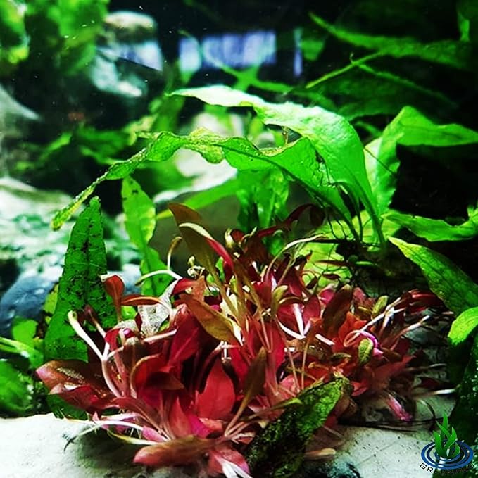 (Alternanthera Reineckii VAR. Rosanervig) Greenpro Alternanthera Reineckii Potted Live Aquarium Plants Easy Super Red Plants