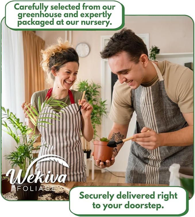 Custard Apple Tree - Cherimoya - Live Plant in a 4 Inch Growers Pot - Annona Cherimola - Beautiful Edible Fruit Bearing Tree for Patio or Garden