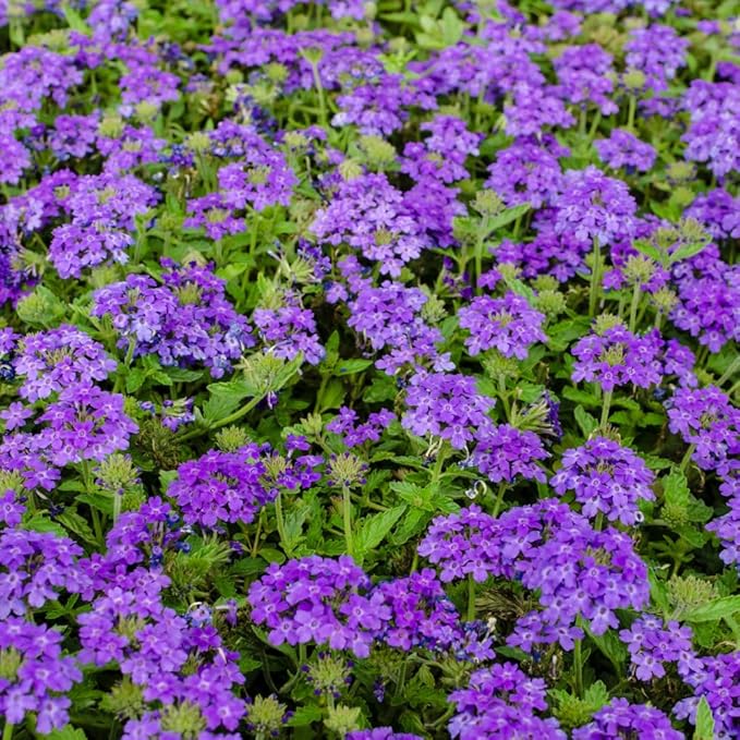 Verbena Live Plant, Trailing Verbena Plants for Planting Outdoor, Perennial Ground Cover Flowers 4 Inch Pot (Dark Purple)