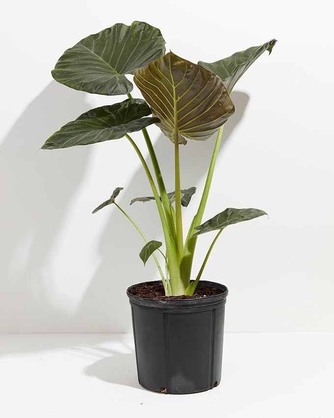 Gardenera Elephant Ear Plant Potting Mix - Premium Quality Blend for Strong Root Development and Resilient Plants - 4 Quart