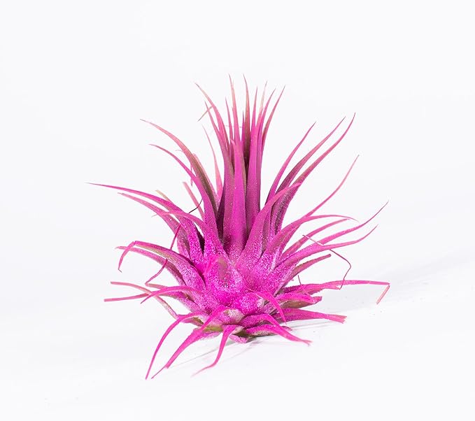 Air Plants - Tillandsia Ionantha - Organically Enhanced Color - Live Arrival Guaranteed - House Plants for Home Decor & Gift (Rose_Pink_3pk+3_Black_Planters)