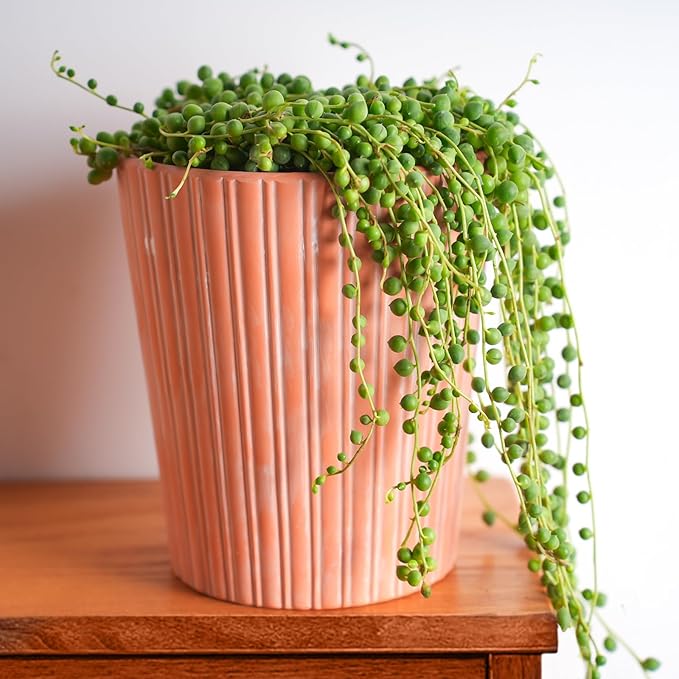 4" String of Pearls with White Stripe Pot, Live Trailing Succulent House Plant for Home Office Wedding Hanging Decoration, DIY Projects, Party Favor