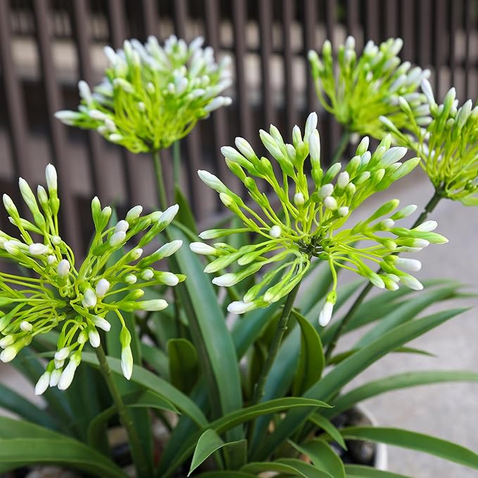 Faux Outdoor Flowers Realistic Artificial Plants 8 Bundles Agapanthus Plastic Flower Outside 18.9 in Fake Greenery Stems Green Flower for Pot Planter Decor Outside