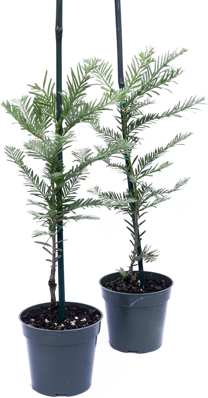 2 Coastal Redwood Trees – Live Plants – Sequoia sempervirens – Thriving in 3” Deep Nursery Cubes – 5-8” Tall, Fast-Growing & Majestic Evergreen