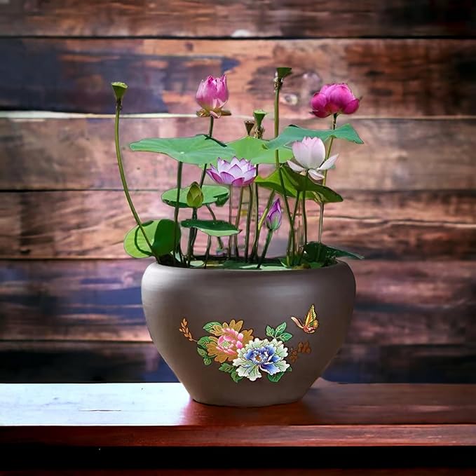 MEsay 10Pcs Mixed Color Bonsai Bowl Lotus Live Plants - Pre-Sprouted Water Beauties for Indoor and Outdoor Aquatic Settings