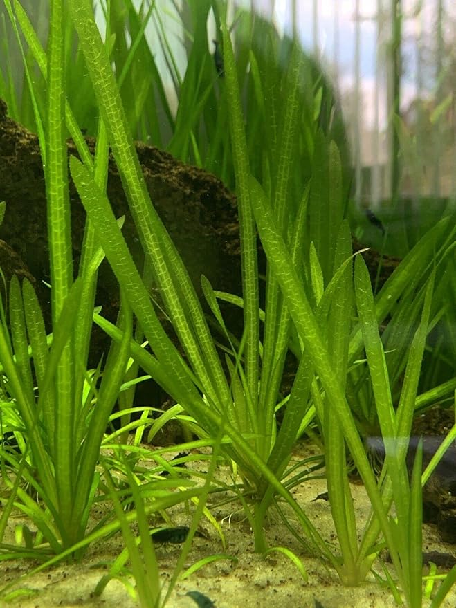 Live Jungle Vallisneria American Val Plant - Provides Canopy on Tank Top & Shelter to Baby Fish - Fast Growth, Long Lasting & Easy to Care Aquatic Plants - 6 Plants - Green