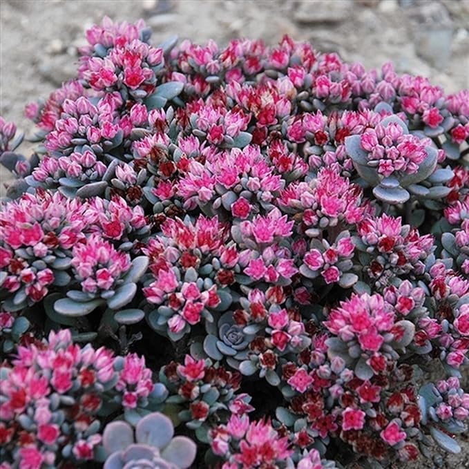 Sedum 'Blue Elf' in a 3.5" Pot- Stunning Sun Loving Sunsparkler Sedum (4)