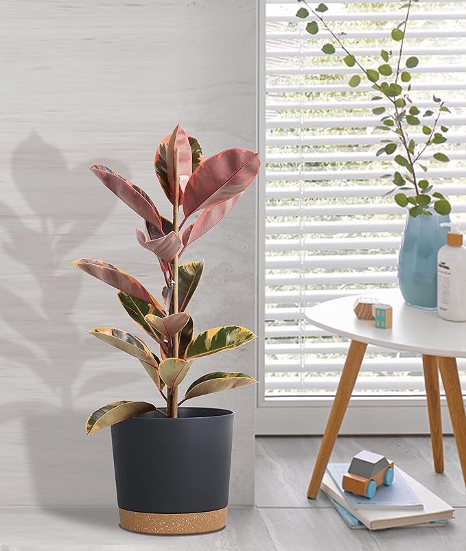 kubvici Plant Pots for Indoor Plants, 2 Pack 8 Inch Plastic Flower Pot Planters with Drainage Saucer for Indoor Outdoor Garden Home (8” Black)