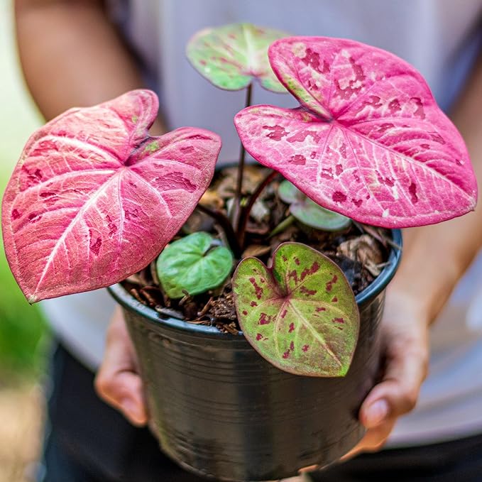 Premium Caladium Plant Soil Mix by Gardenera - Stimulate Growth and Elevate Leaf Color with Nourishing Formula - 5 Quart