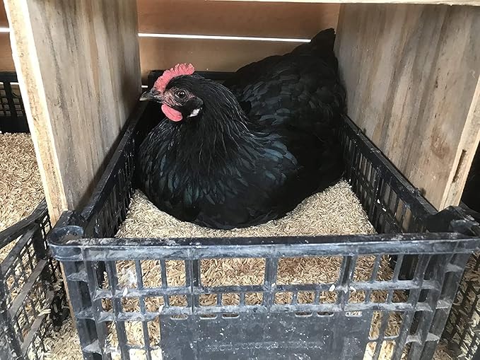 Gardenera Natural Rice Hulls - Eco-Friendly Mulch and Soil Amendment for House Plants and Chicken Bedding - 1 Quart