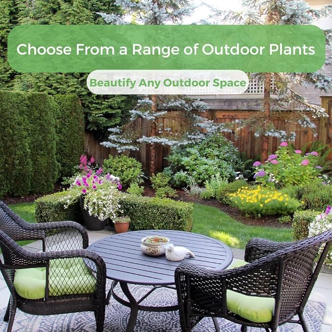 American Plant Exchange Snow & Summer Jasmine – 6-Inch with Pot – Live Fragrant Flowering Climbing Vine, Ideal for Trellises, Garden Beds, or Patio Decor