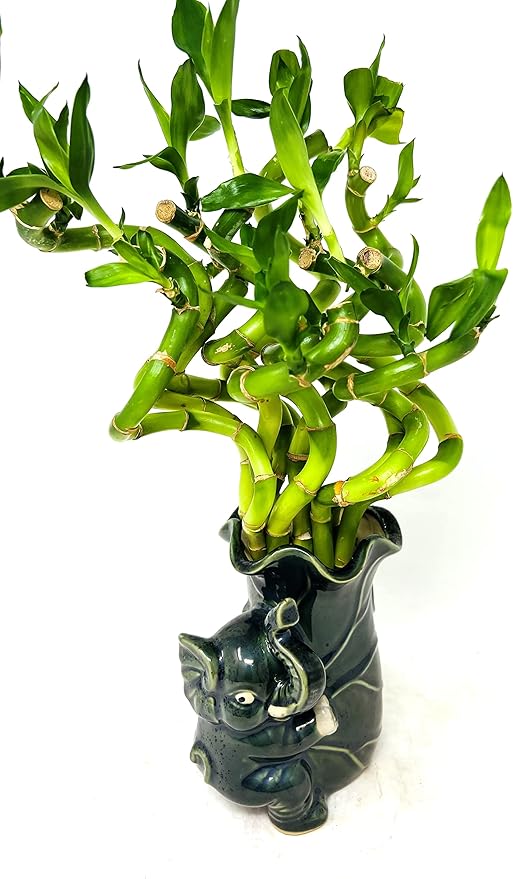 Live Spiral Lucky Bamboo Bundle Hugging Elephant Dark Vase