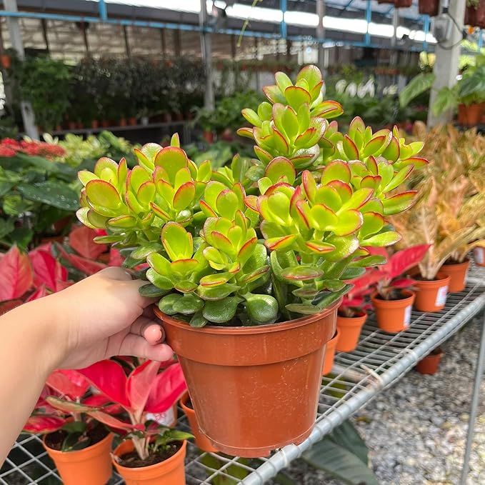 Dwarf Jade with White Stripe Pot, Live Crassula Ovata Crosby's Compact, Rare Cute Succulent Plant in 4" Planter, Home Office Décor