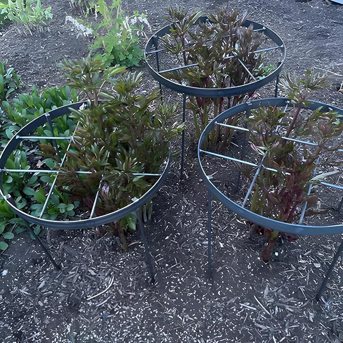 Large Peony Cages and Supports 18.9"x23.6" - Durable Round Garden Flower Rings | Tall Plant Support Stakes for Outdoor Peonies | Enhances Peony Planting Success with Secure Grounding