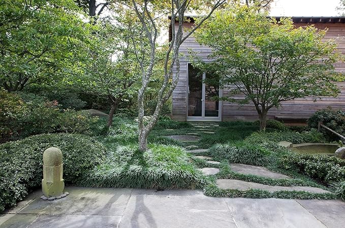 Mondo Grass - 20 Live Plants - Ophiopogon Japonicus - Live Evergreen Groundcover Plants - Shade Loving