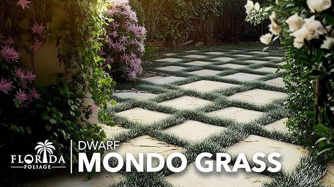 Dwarf Mondo Grass | 1 Large 4 Inch Pot | Ophiopogon Japonicus Nanus | Live Evergreen Shade Loving Groundcover