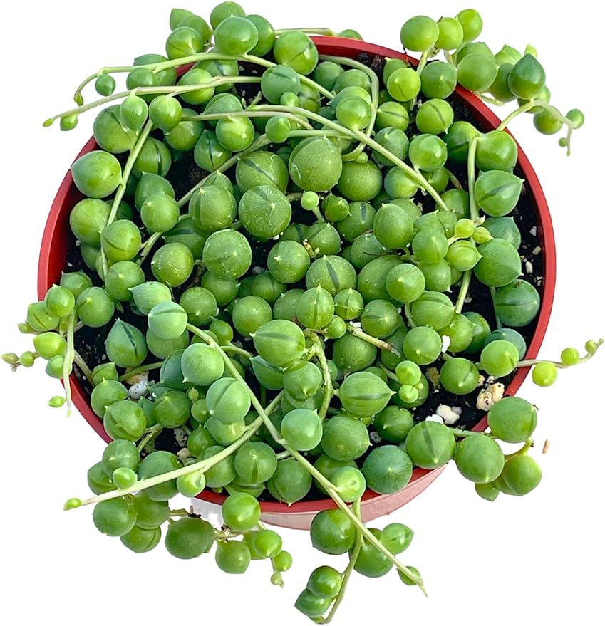 Live Succulent (4" String of Pearls), Succulents Plants Live, Succulent Plants Fully Rooted, Rare House Plant for Home Office Decoration, DIY Projects, Party Favor Gift by The Succulent Cult