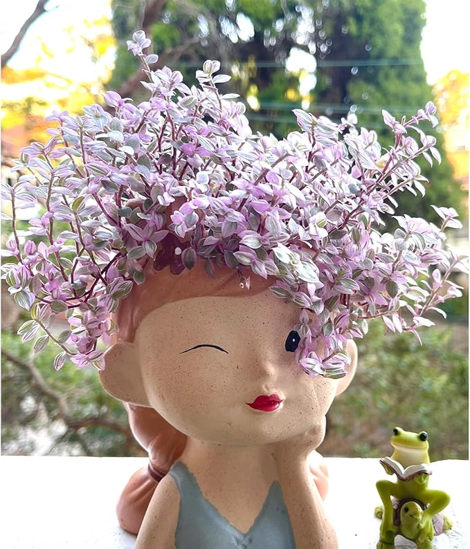 Live Succulents Pink Lady (4-inch), Succulent Plants Fully Rooted in Pots with Soil, Easy-Care House Plant for DIY, Home Office Decor, Wedding Party Favor