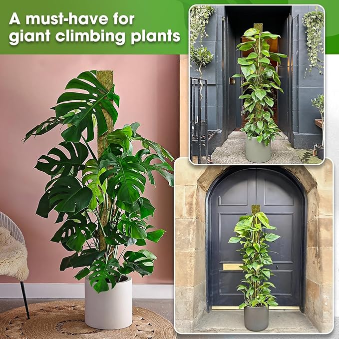 DUSPRO 59āā D-Shape Moss Pole for Climbing Plants Monstera Moss Plant Pole Handmade Moss Stick for Indoor Plants Grow Upward (59'', 1pc.)