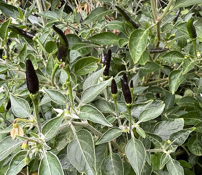 Premium Black Cobra Pepper (Capsicum Annuum) - Rare & Exotic Hot Chili Pepper, Perfect for Home Gardening and Gourmet Cooking (4 bkcbr pep Bags)