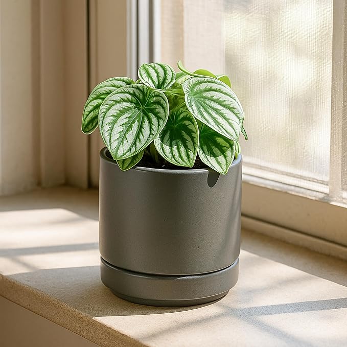 D'vine Dev Set of 4 Small Ceramic Plant Pots, 4.7 Inch Succulent Planter Pot for Plants with Drainage Hole and Saucer, Grey, 94-X-B-3