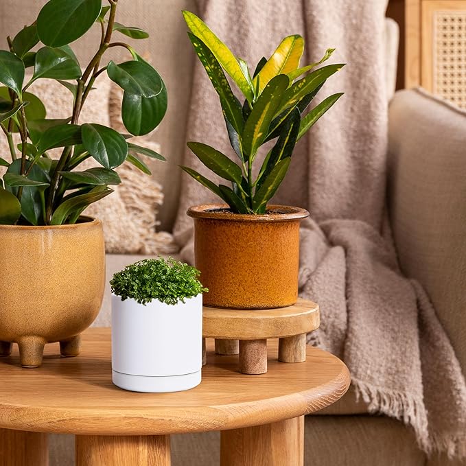 D'vine Dev Set of 4 Small Ceramic Plant Pots, 3.5 Inch Succulent Planter Pot for Plants with Drainage Hole and Saucer, White, 94-X-A-1