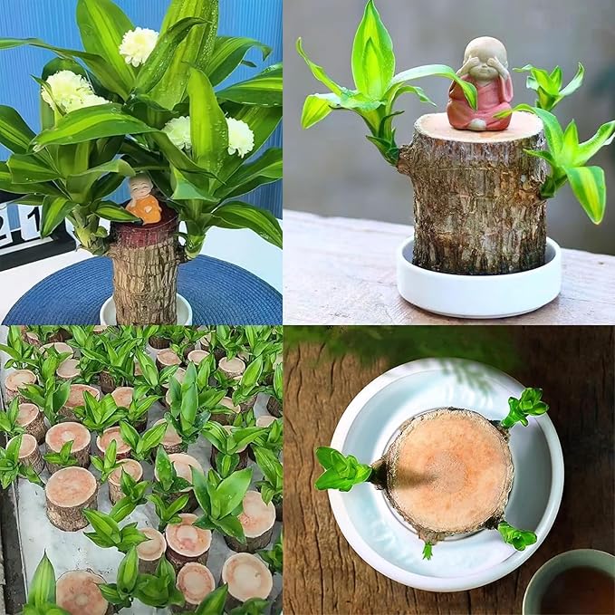 Brazilian Lucky Wood Plant Kit, Lucky Wood Doesn't Need to Wait to Sprout, Suitable for Home Office Desk Decor, Natural Air Cleaner (C)