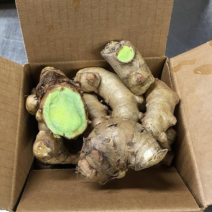 Green Turmeric Live Plant - (Curcuma aeruginosa) - Rare Medicinal Herb, Vibrant Pink Flowers, Ideal for Tropical Gardens (4 Green Turmeric Bags)