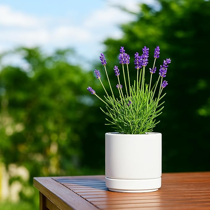 D'vine Dev Set of 4 Small Ceramic Plant Pots, 4.7 Inch Succulent Planter Pot for Plants with Drainage Hole and Saucer, White, 94-X-B-1