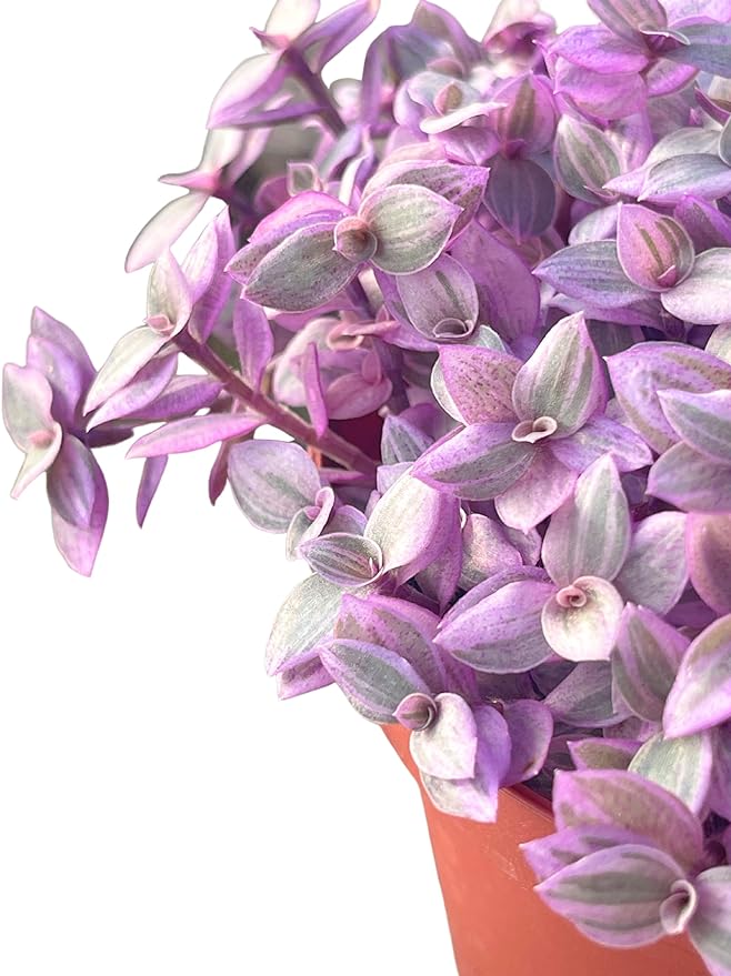 Live Succulent 4" Callisia Repens Pink Lady Turtle Vine, Succulents Plants Live Fully Rooted House Plant for Home Office Decoration, DIY Projects by The Succulent Cult