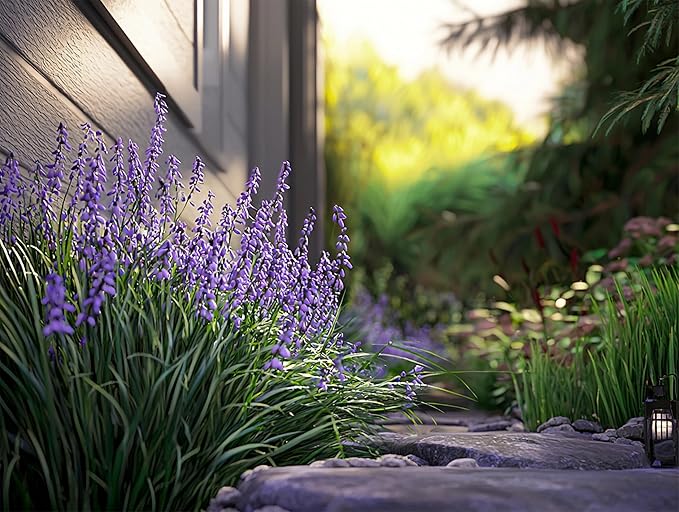 Big Blue Lilyturf | 30 Live Plants | Liriope muscari ‘Big Blue’ | Flowering Ground Cover for Landscaping | Low-Maintenance Ornamental Grass