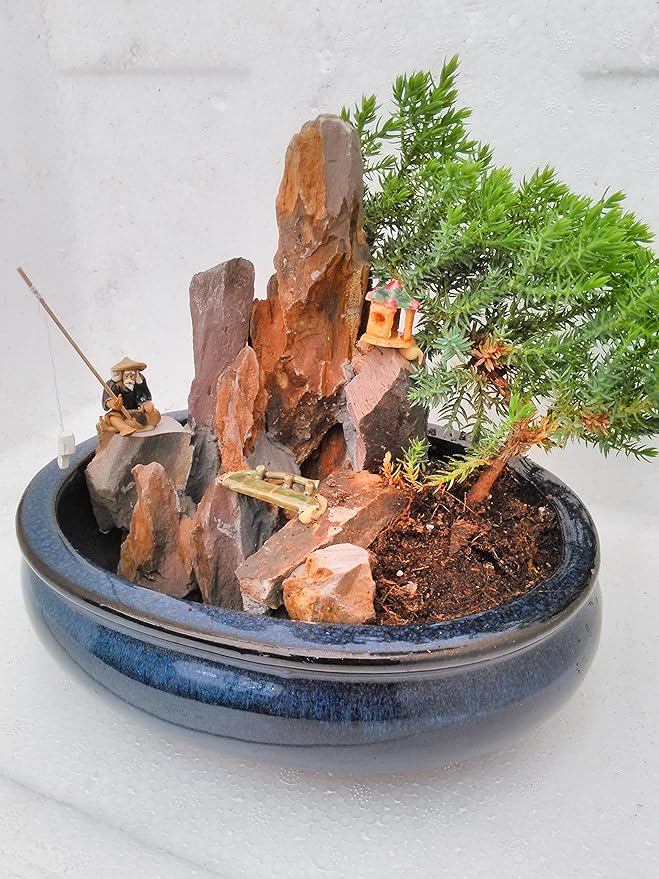 jmbamboo-bonsai- Juniper Tree Zen Garden With Pool Fishman