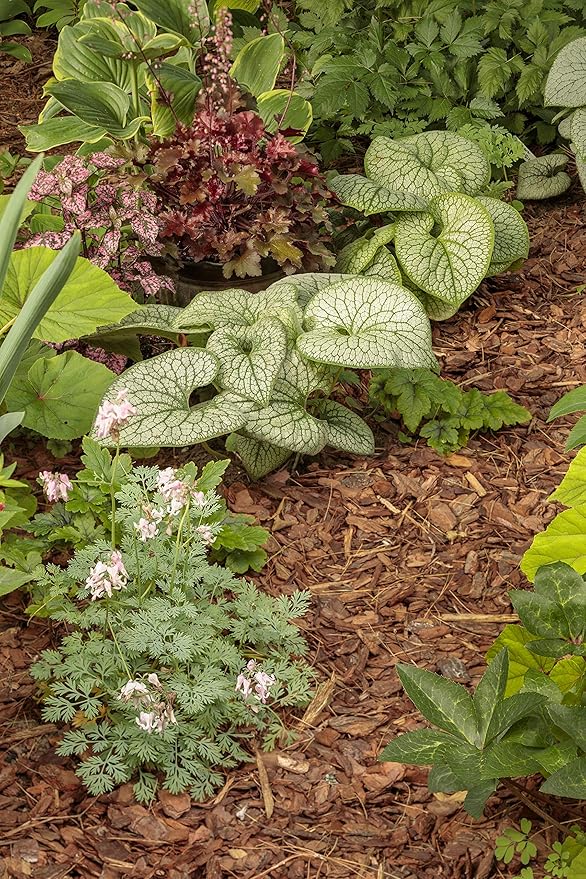 Proven Winners BRUPWP1016102 Queen of Hearts (Brunnera) Live Plant, 1 Gallon, Silver