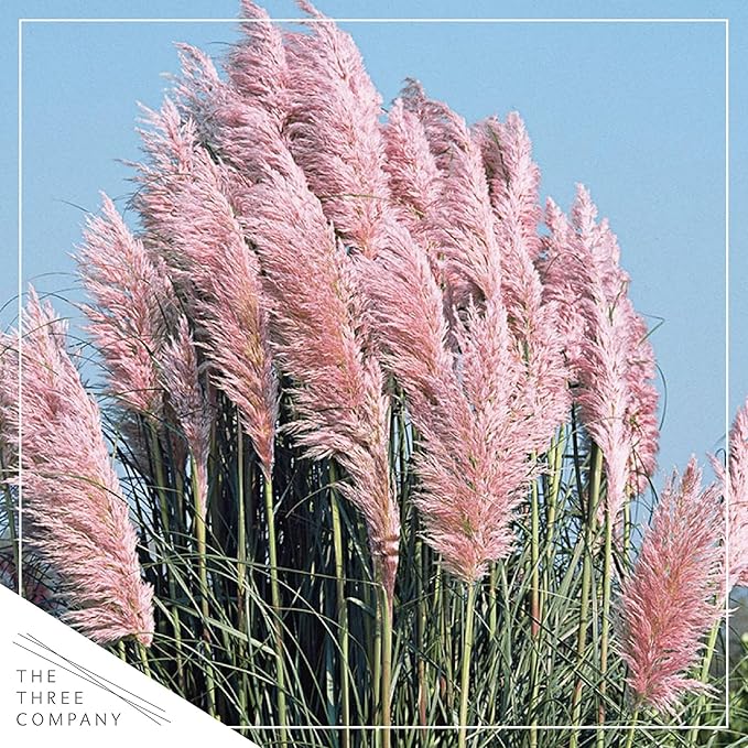 Live Pink Pampas Grass (Cortaderia selloana) - Showy Perennial Accent Plant - 12" Tall by 6" Wide in 1.5 Qt Pot