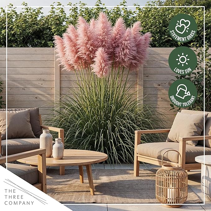 Ornamental Pink Grass (2 Plants Per Pack) - Live Decorative Plant - 12" Tall by 6" Wide in 1.5 Qt Pot