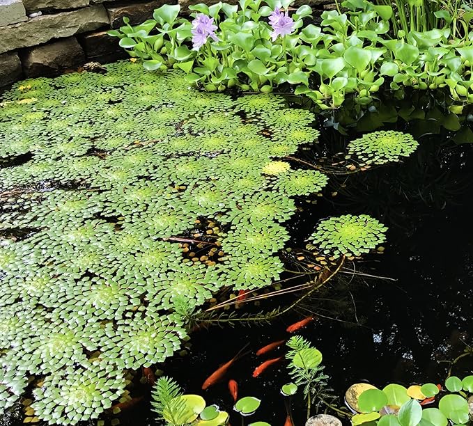 Ludwigia Sedioides Live Mosaic Plant for Ponds Aquariums Unique Floating Lily Like Rosette Leaves Aquatic Plant for Water Gardens Aquatic Koi Ponds Aquascaping Yellow Flowering Awesome Aquatic