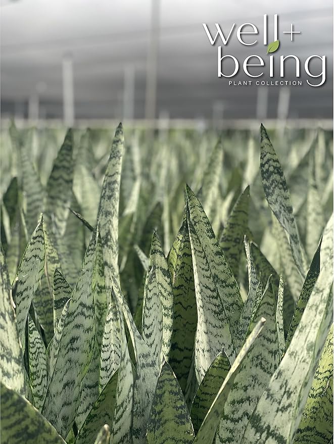 Nature's Way Farms, Sansevieria Zeylanica, Snake Plant, Live Houseplant, Easy Care, Air-Purifying (25-30 in. Tall) in Grower Pot