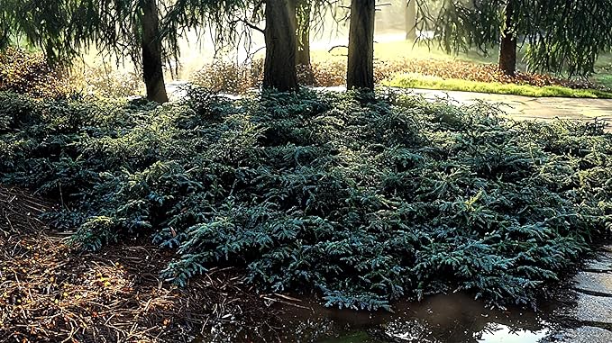 Blue Rug Juniper - 3 Live Plants - 2" Pots - Juniperus Horizontalis 'Wiltonii' - Low Maintenance Evergreen Groundcover