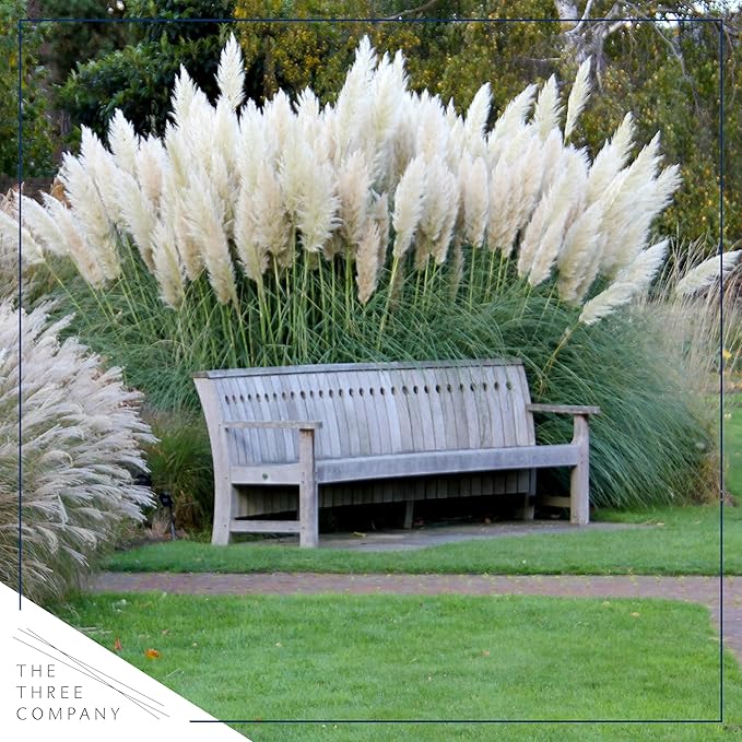 Live White Pampas Grass (Cortaderia selloana) - Showy Perennial Accent Plant - 12" Tall by 6" Wide in 1.5 Qt Pot