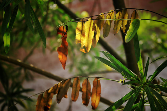Plant Nutritional Deficiencies: The Complete Guide to Spotting & Fixing Yellow Leaves, Stunted Growth & More