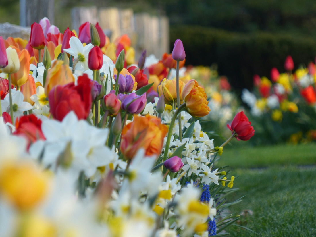 11 Plants That Repel Pests Naturally: Build a Chemical-Free, Pest-Proof Garden