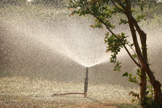 How to Keep Your Garden Thriving During Extreme Heat: Expert Tips for American Gardeners