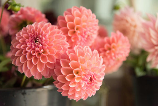 7 Plants to Pinch Out Now: Get Bushier Growth & More Blooms All Summer