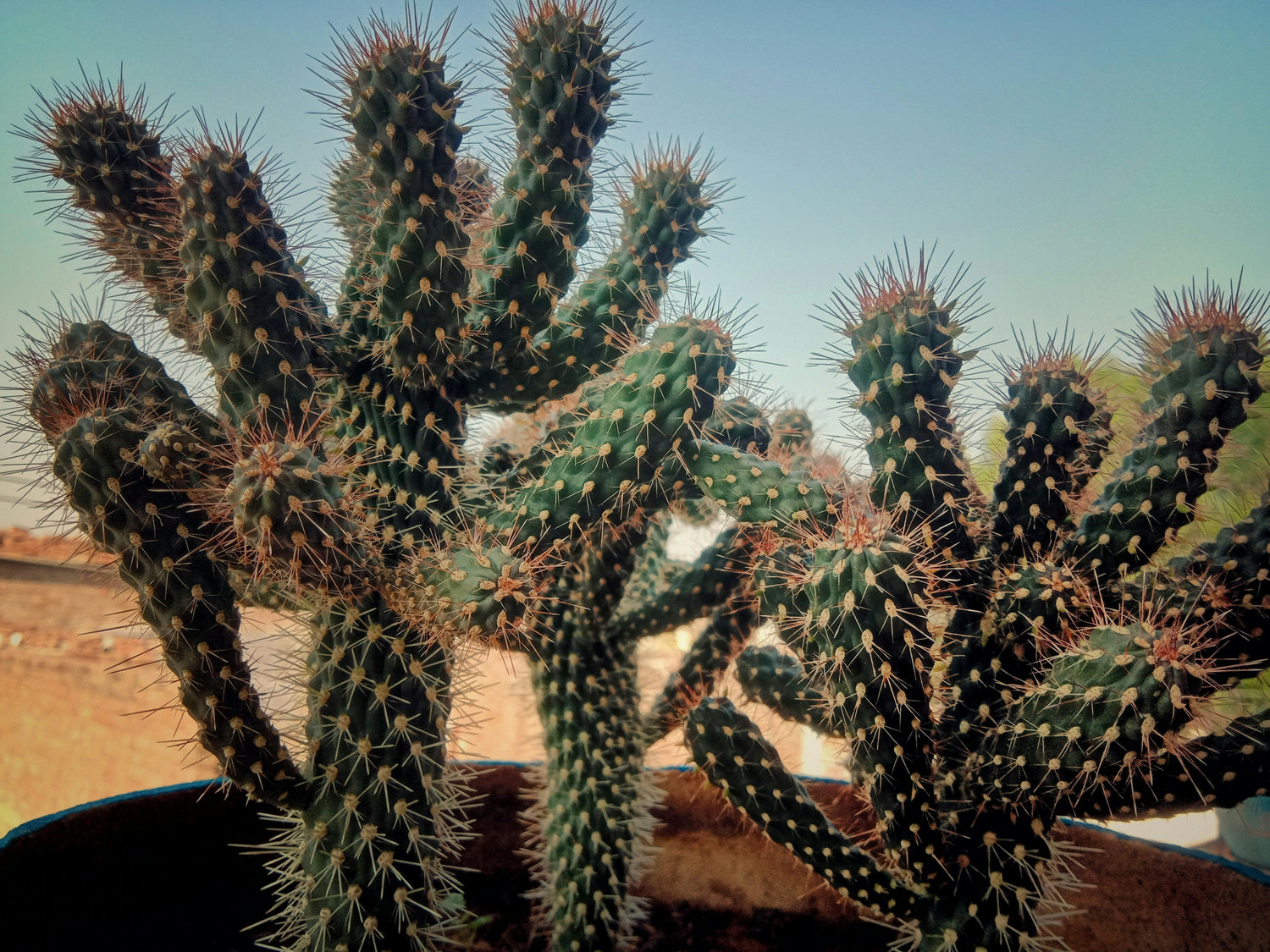 Drought-Resistant Plants