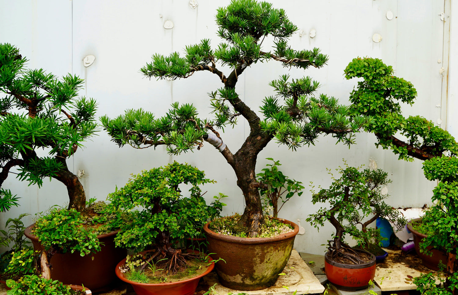 Bonsai & Miniature Plants