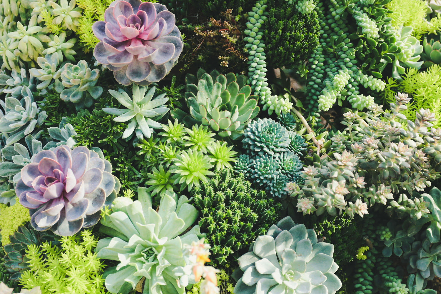 Succulents & Cacti
